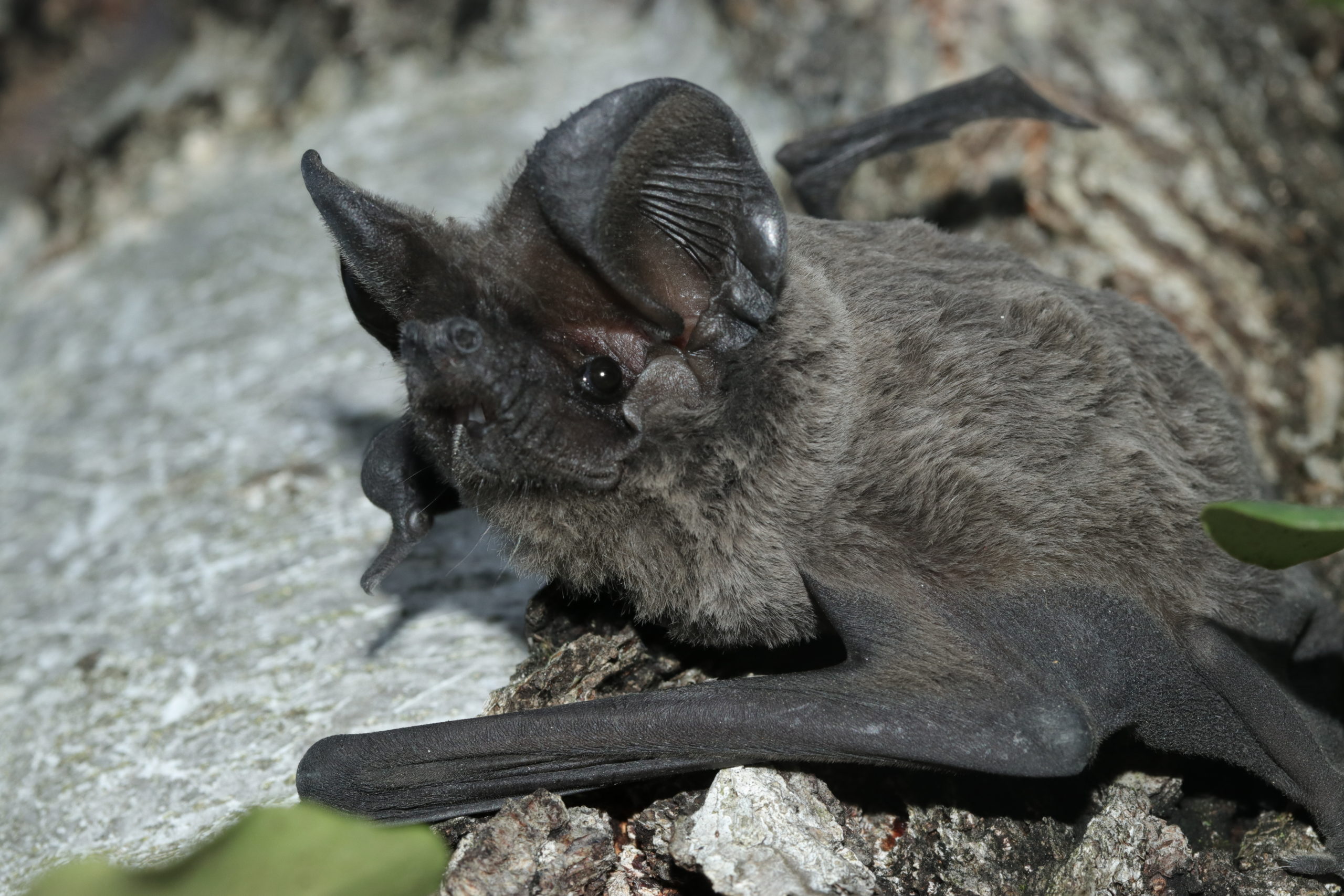 Observation d’une chauvesouris exceptionnelle en plein centre de Genève MuséumLab