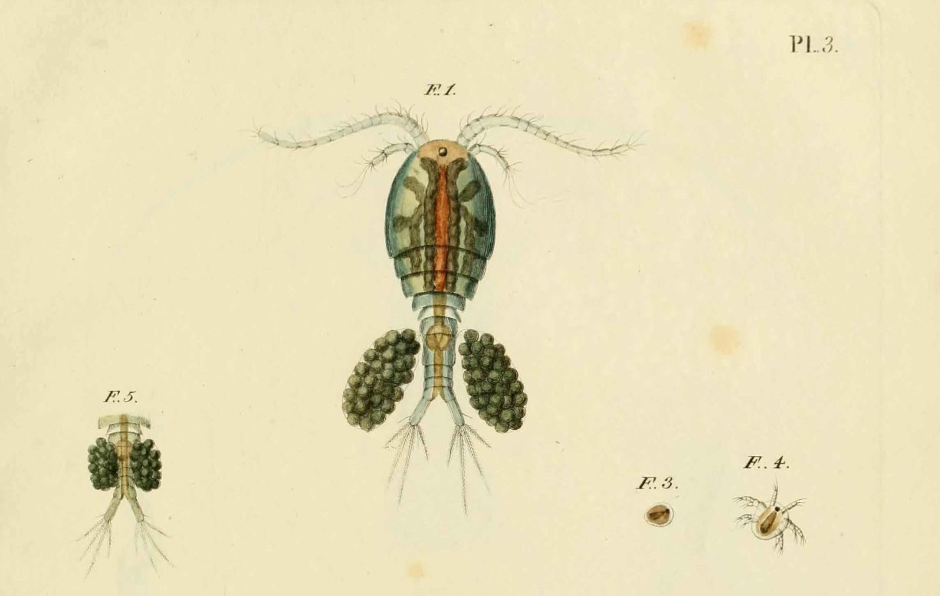 Le monde merveilleux des monocles – MuséumLab